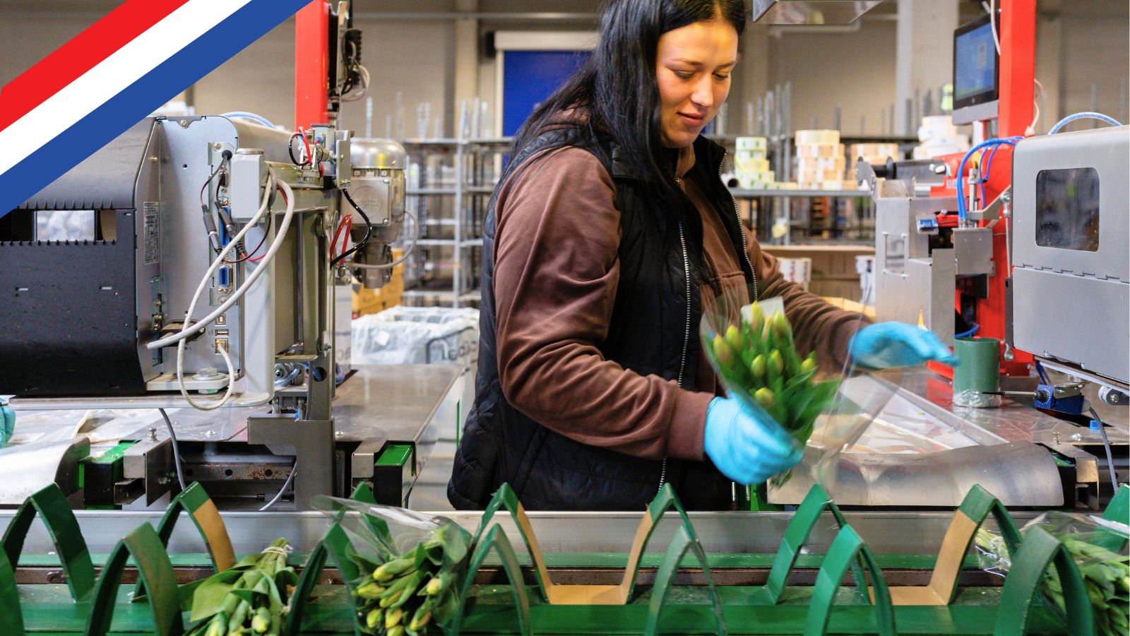 Pracownik w holenderskim sektorze ogrodniczym pakujący kwiaty na linii produkcyjnej.