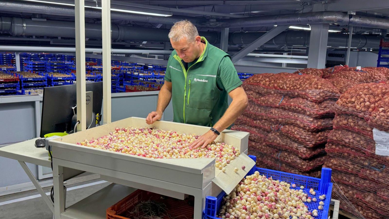 Pracownik sortujący cebulki kwiatowe w szklarni w Aalsmeer w Holandii.