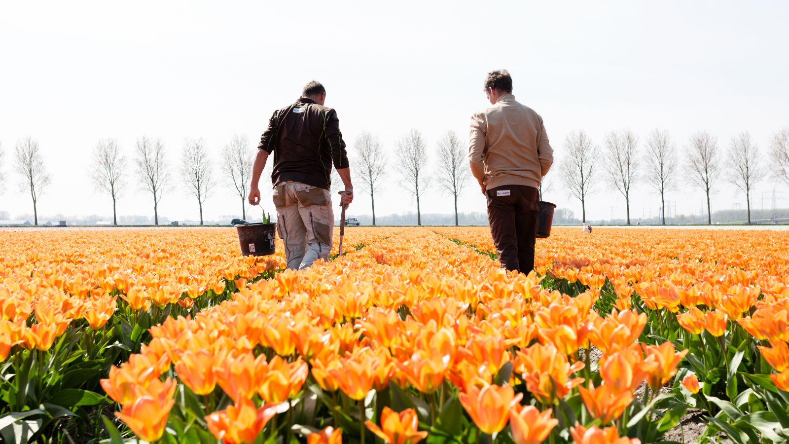 Twee mannen werken in een open veld met bloeiende oranje tulpen