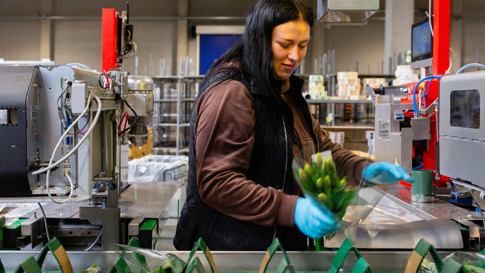 Pracownik ogrodnictwa w Holandii pakuje kwiaty na linii produkcyjnej w Aalsmeer.
